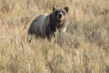 Backpacker Assaulted by Wild Animal in Wilderness Area Air Lifted to Hospital